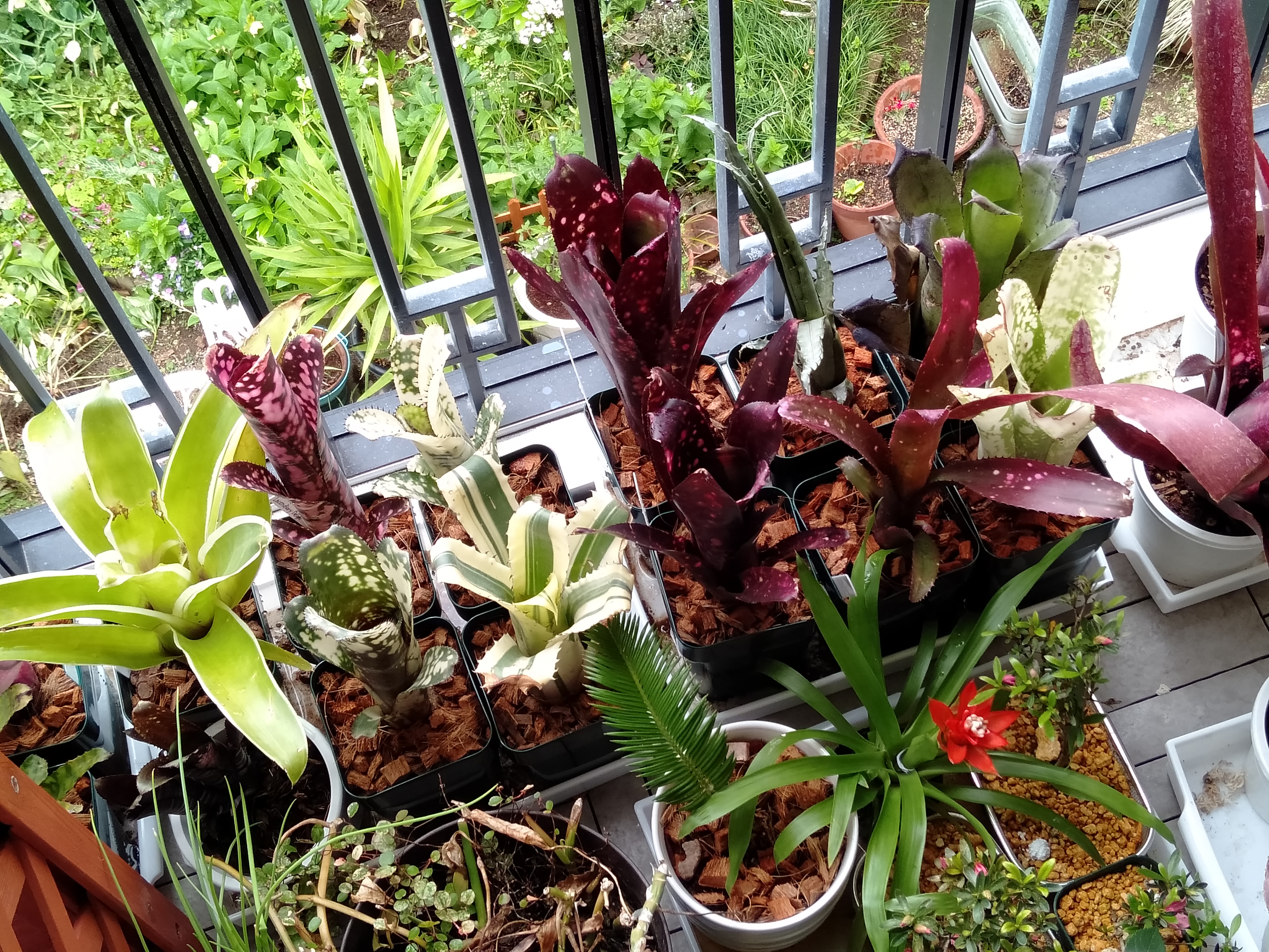 タンクブロメリア